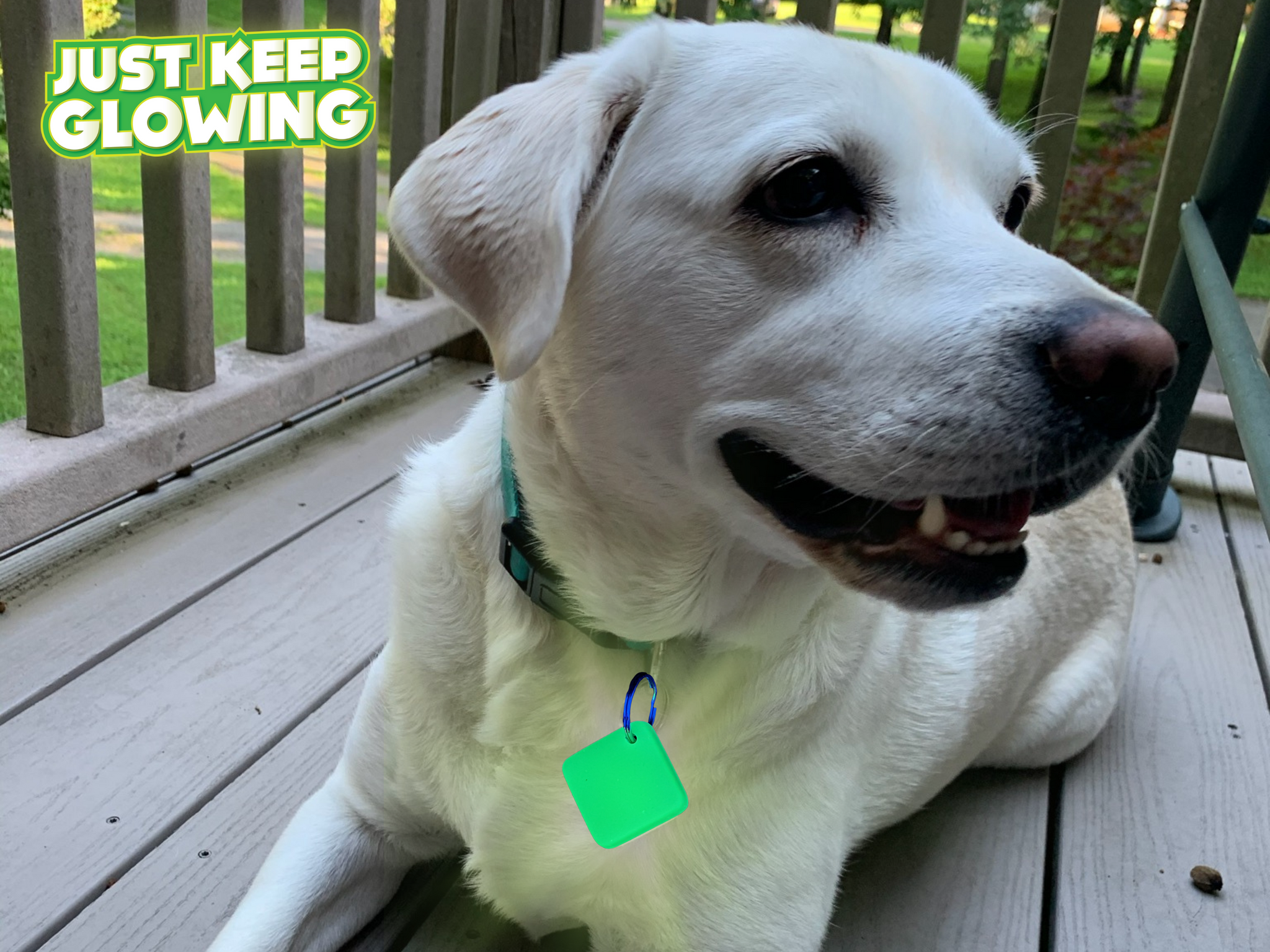 Glow dark dog outlet collars